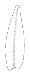 Leratia obtusifolia, perichaetial leaf.
 Image: R.C. Wagstaff © All rights reserved. Redrawn with permission from Lewinsky (1990). 